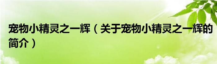 寵物小精靈之一輝（關(guān)于寵物小精靈之一輝的簡(jiǎn)介）