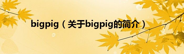 bigpig（關(guān)于bigpig的簡(jiǎn)介）