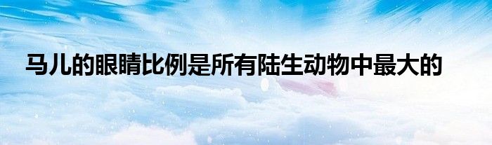 馬兒的眼睛比例是所有陸生動物中最大的