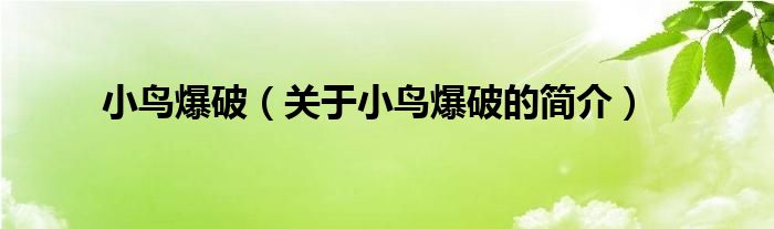 小鳥爆破（關(guān)于小鳥爆破的簡介）