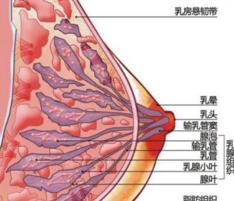 胸大小不一樣正常嗎？