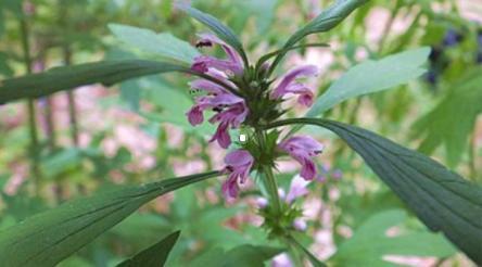 益母草對(duì)女性有哪些好處？