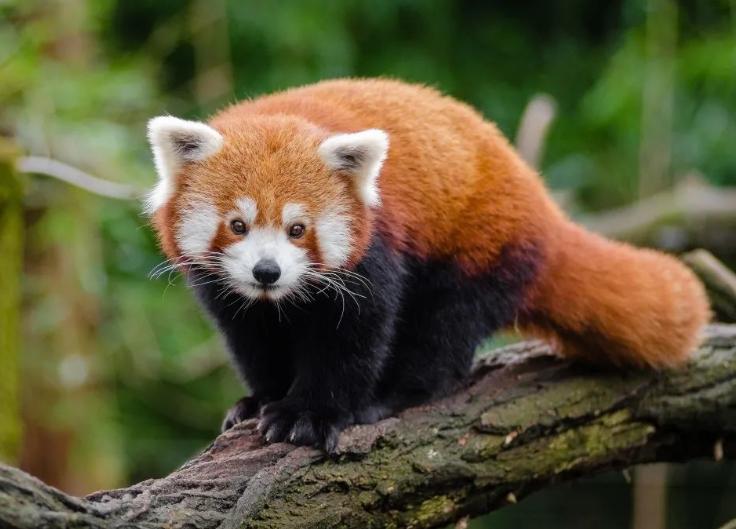 四川樂山警方成功破獲野生小熊貓案，部分小熊貓在轉(zhuǎn)交野生動物園后陸續(xù)死亡引發(fā)質(zhì)疑