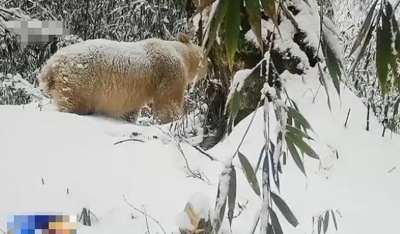 白化動物，探秘自然界奇特神秘個體