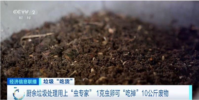 腐蝕性昆蟲：廚余垃圾處理的綠色利用之道