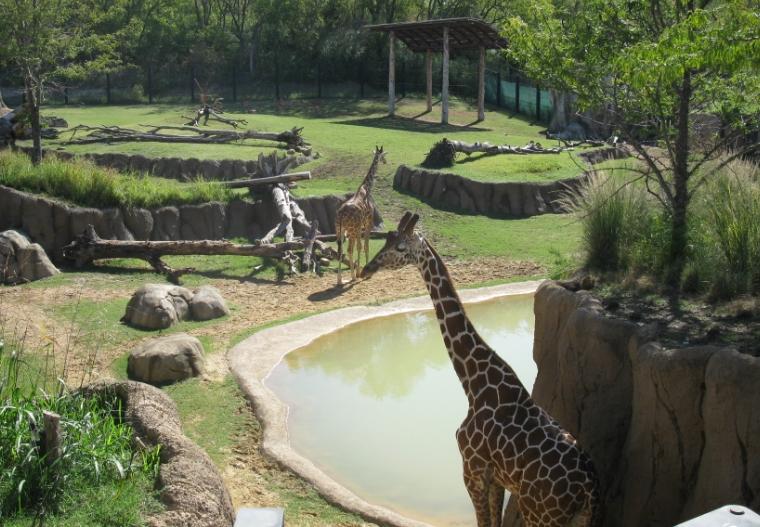 震驚！動物園深夜遭拆，多只保護動物傷亡，園方稱曾遭整改要求