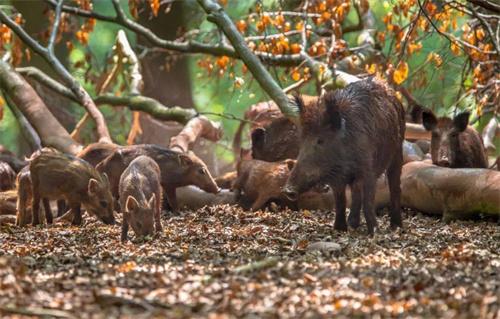 新名錄調(diào)整保護(hù)我國野生動物資源：葉麂、壽帶入選“三有”名錄，野豬調(diào)出