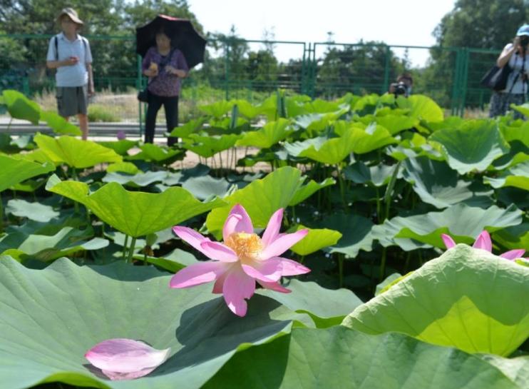 百歲古蓮：國(guó)家植物園專(zhuān)家妙手回春，圓明園幸存的珍貴遺產(chǎn)綻放芬芳