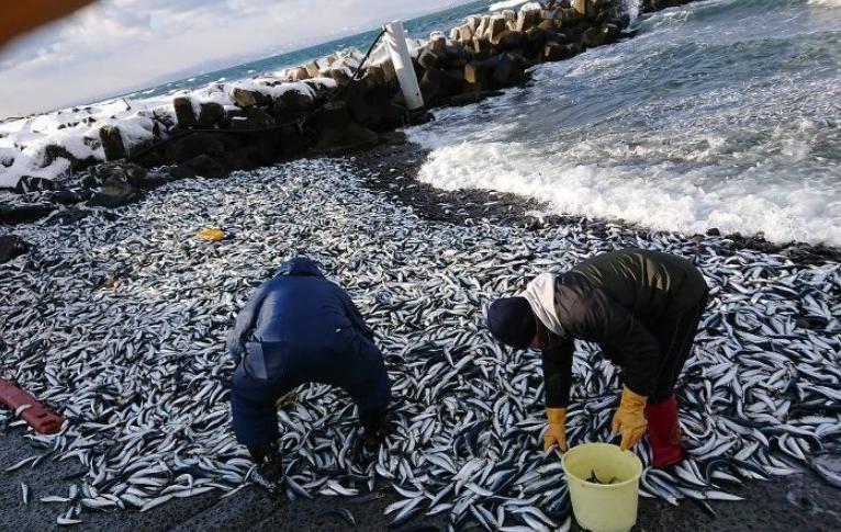 日本熊本縣漁港驚現(xiàn)大規(guī)模沙丁魚集體死亡，究竟是什么原因？